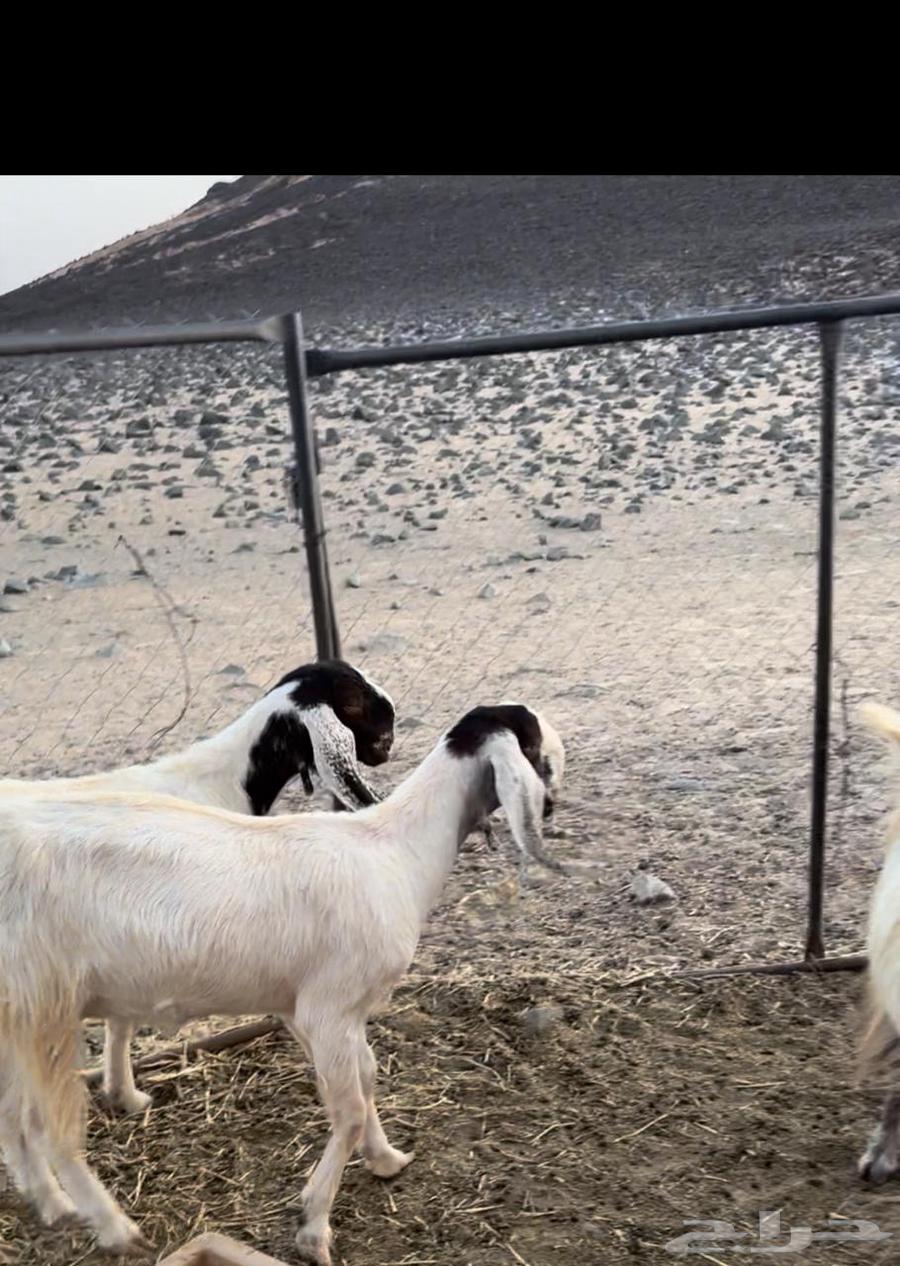 معزا للبيع64392594665347111