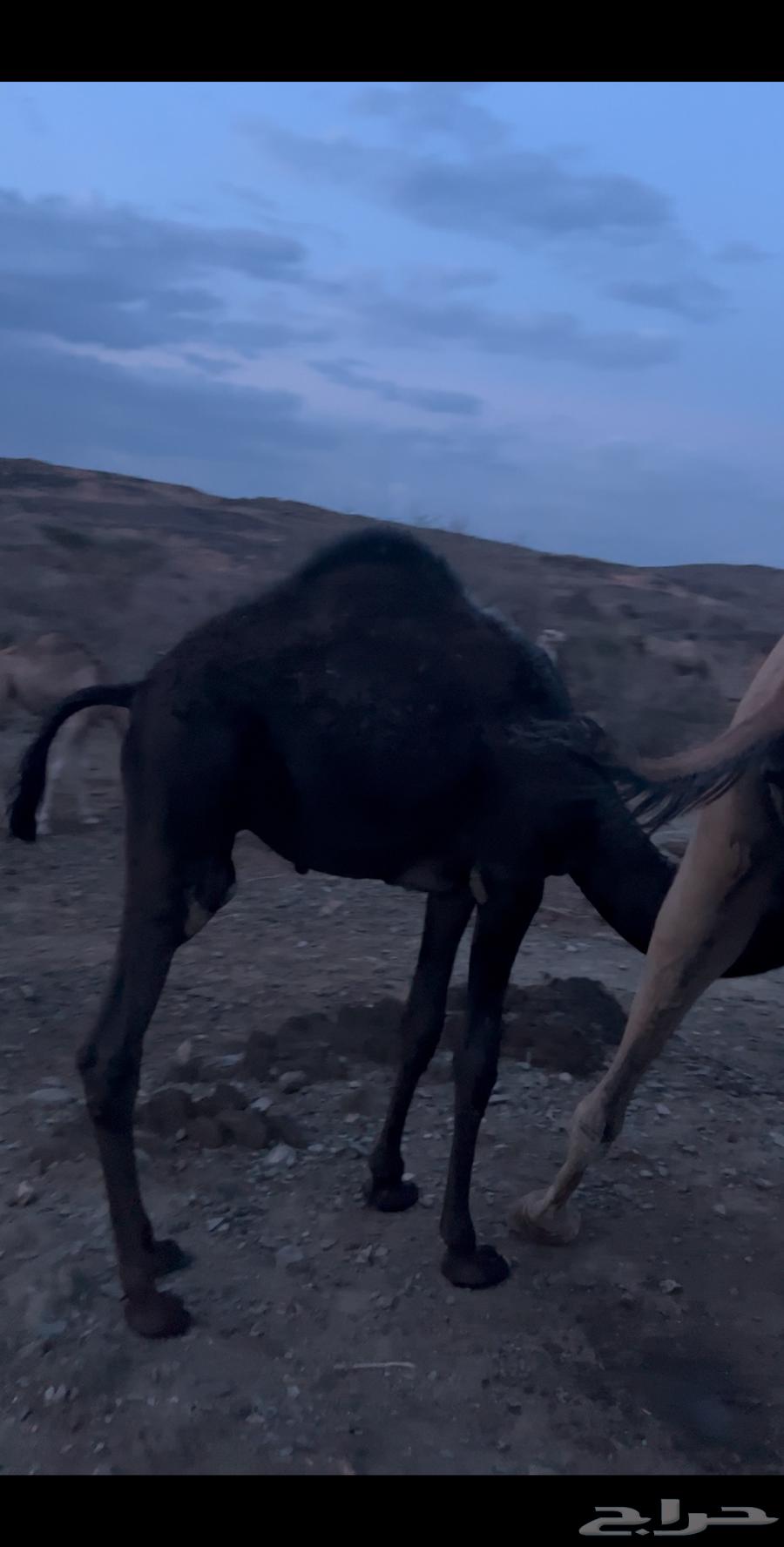 قعود كفو للبيع64397852903681110