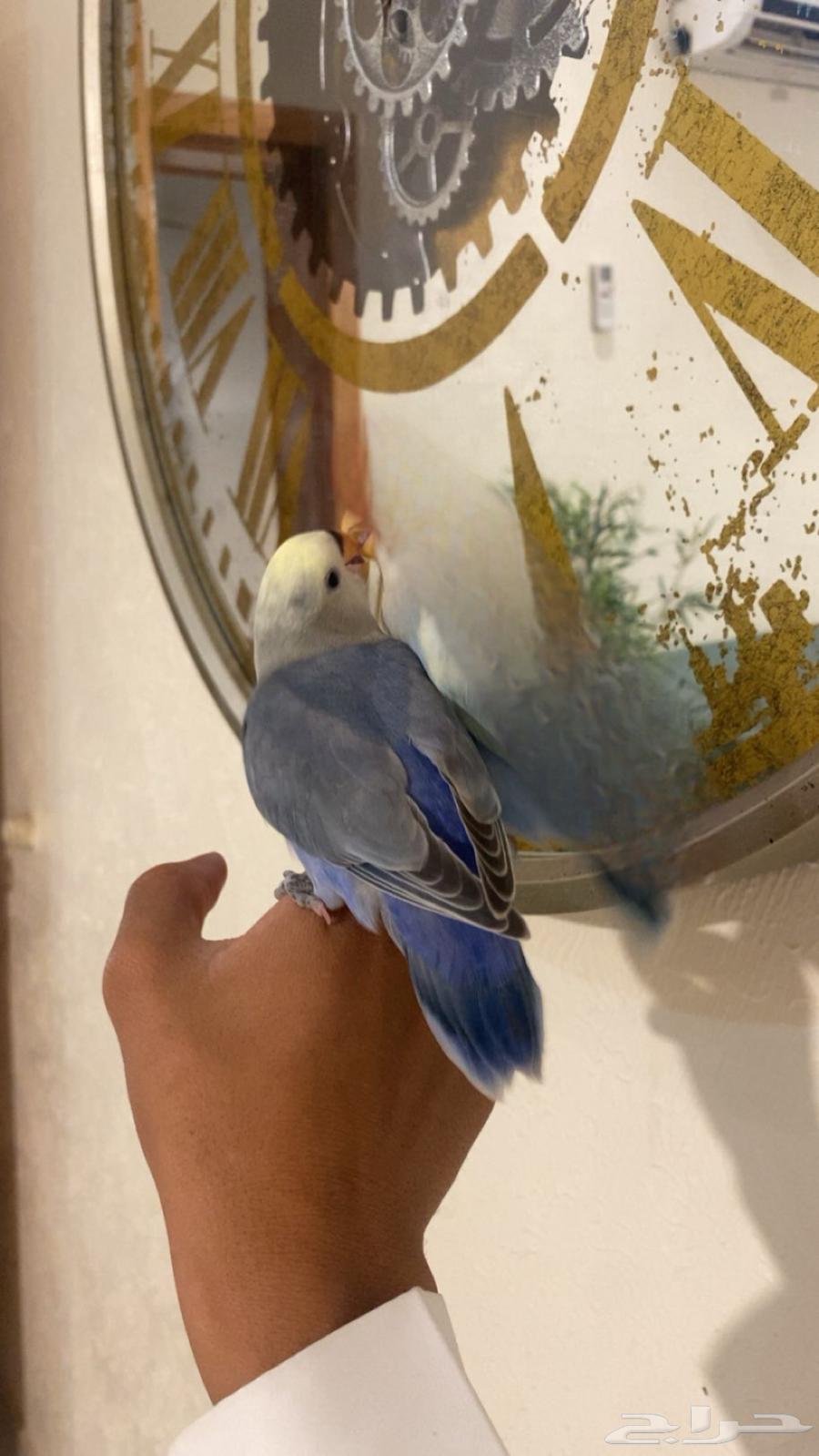 روز هدد خارجي لون مميز64397617281155114