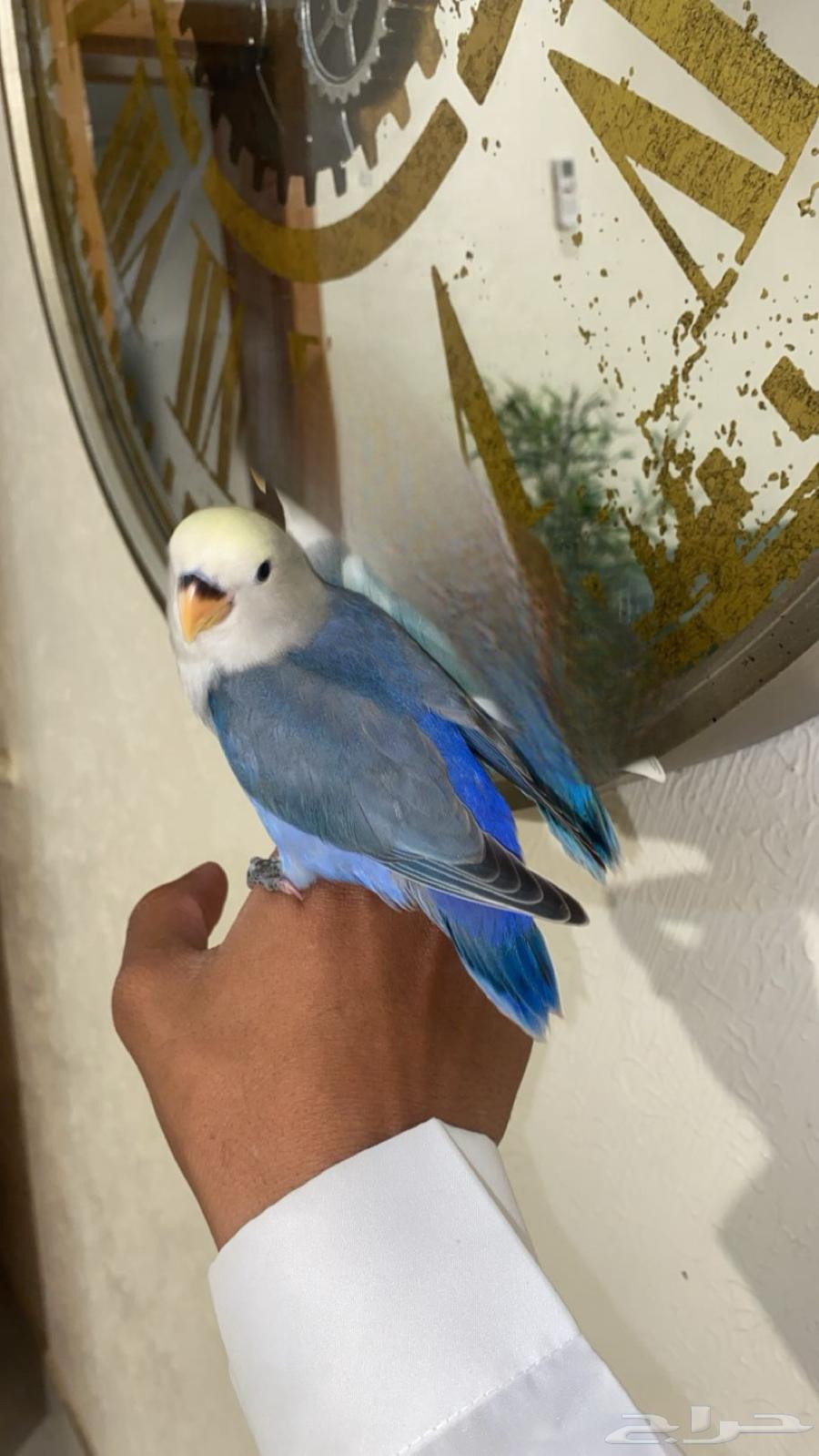 روز هدد خارجي لون مميز64397617281155113