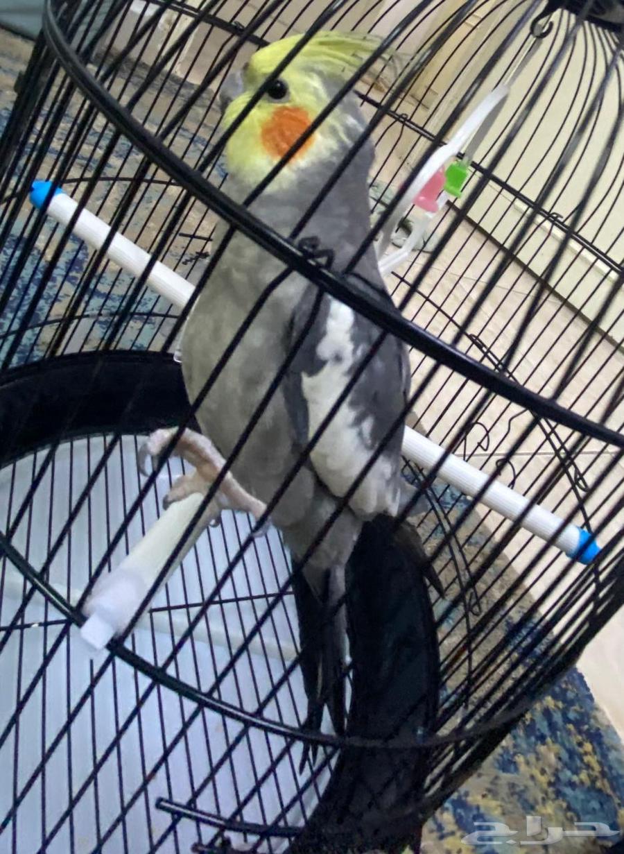 كروان للبيع أليف64397437090049110