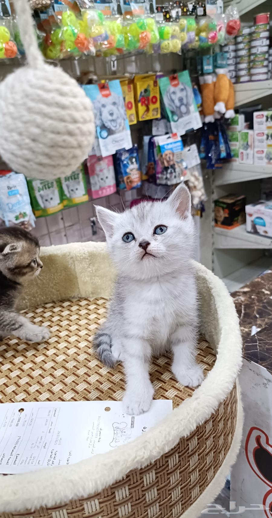 اسكتوش فولد كتن 40 يوم سليمه64398967085825110