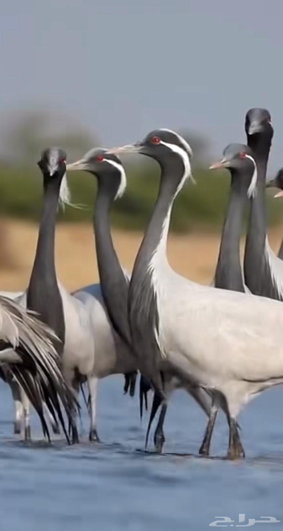 Zahab for Karak64396727720579110