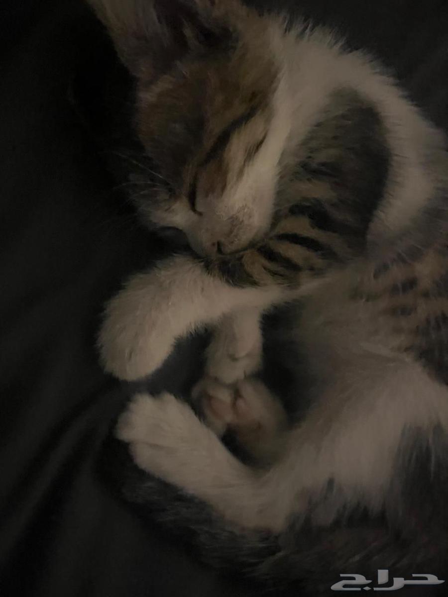 قط ذكر نظيف عمره حول الشهرين64397700790914110