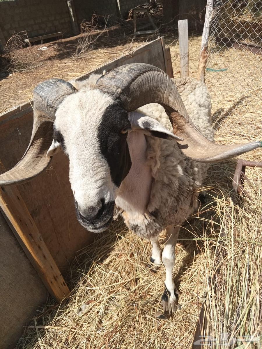 Sardi stud64397922065410111