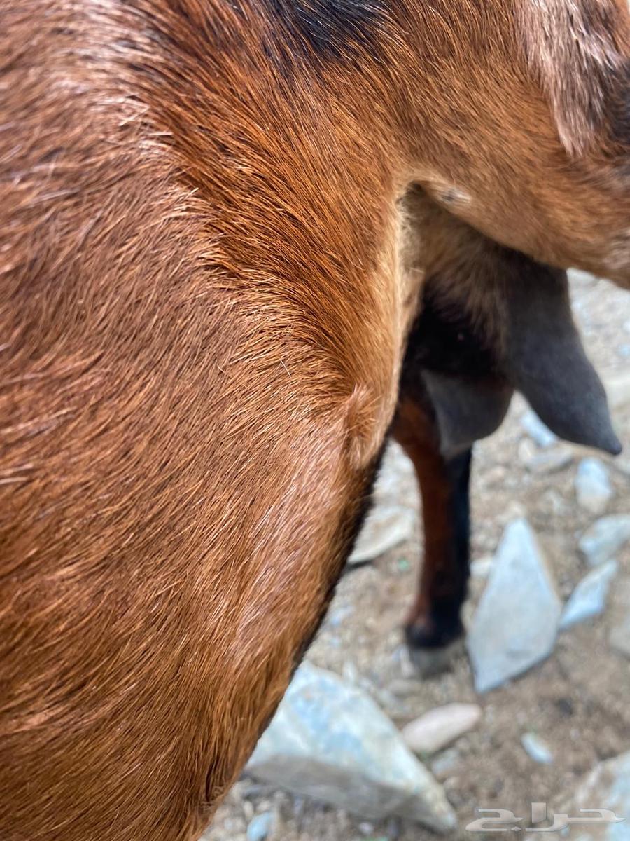 شاه مع بنتها للبيع64399940249217112