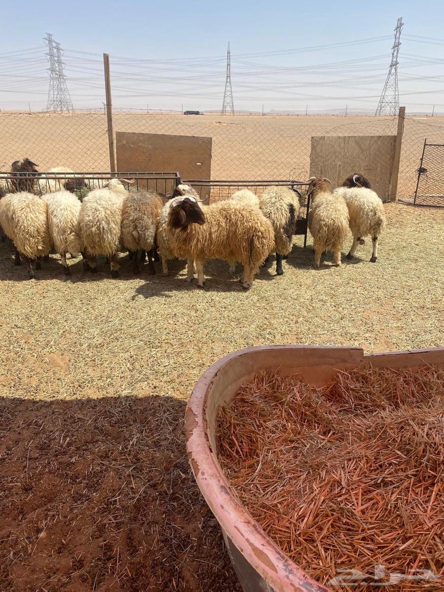 للبيع ذبايح نعيم64394523809921113