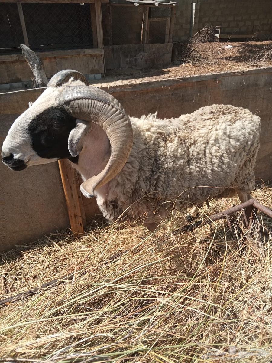 Sardi stud64397922065410110