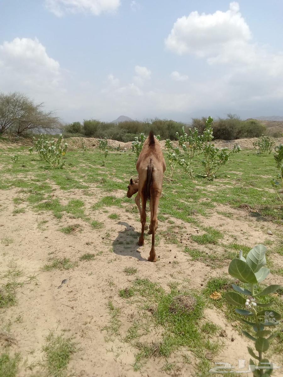 بكره للبيع العمر 5 شهور64395504331138110