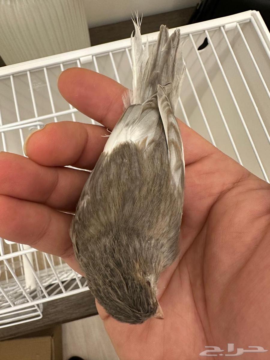 كناري جاسب تغريد64399105553665111