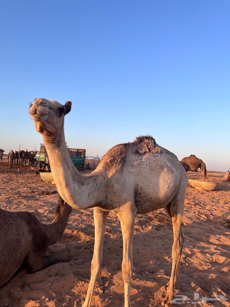 بكره حره للبيع64397991537281112