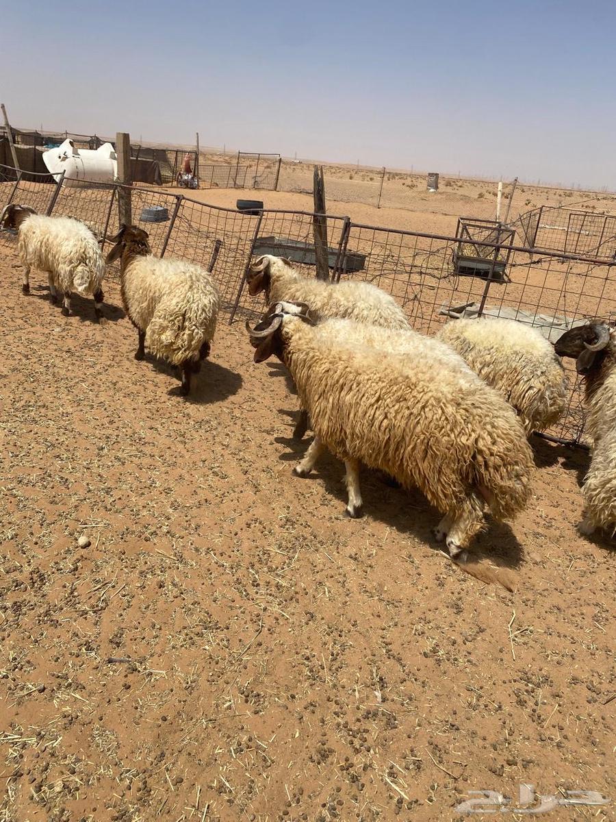 للبيع ذبايح نعيم64394523809921111