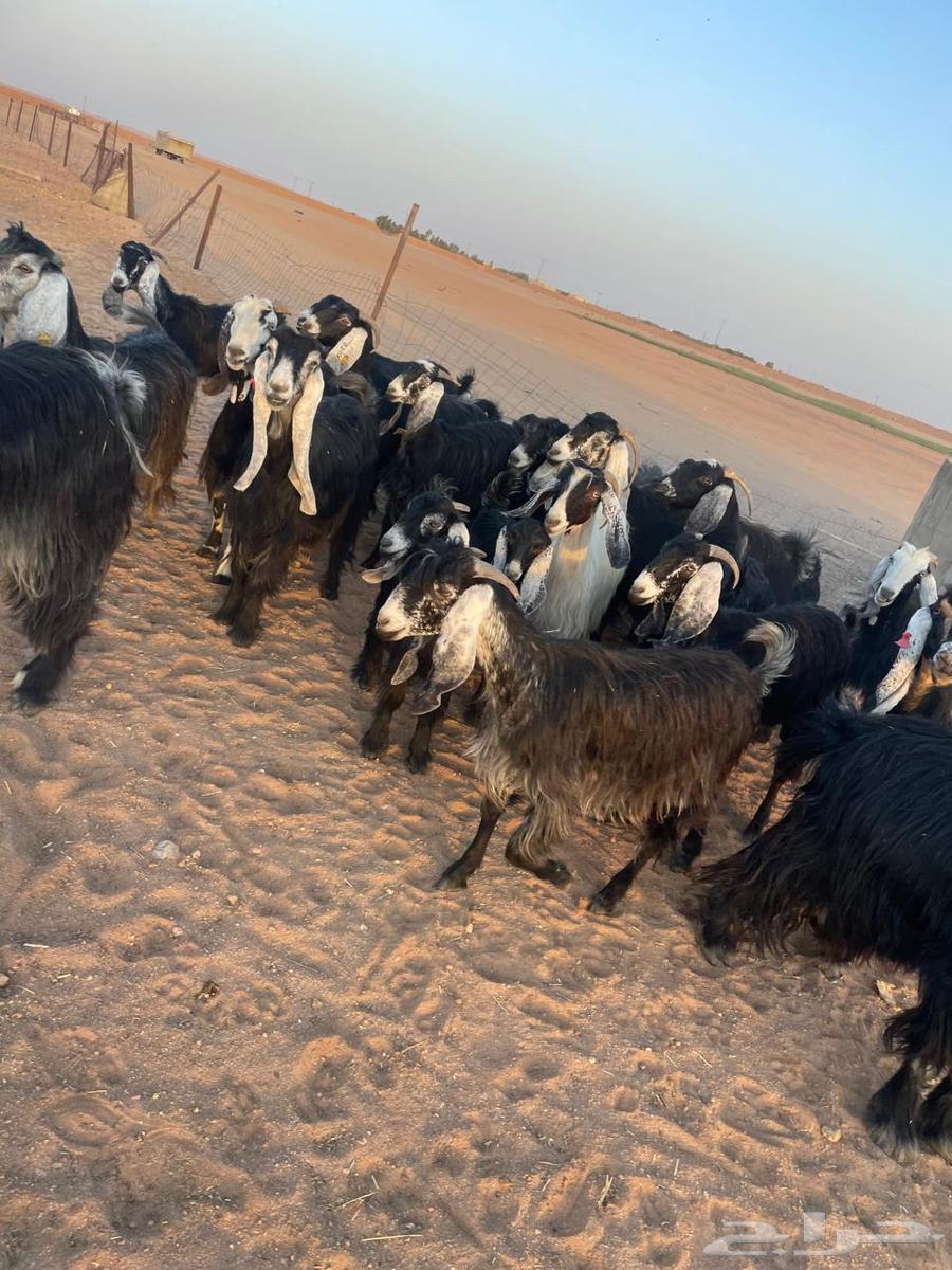 معزا عوارض اغلبها صغار سن طيبه للقناي64399258231298110