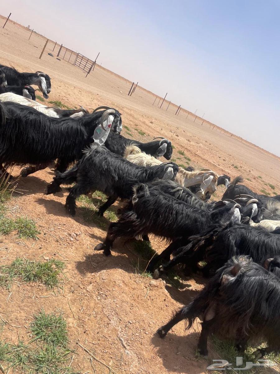 معزا عوارض اغلبها صغار سن طيبه للقناي64399258231298113