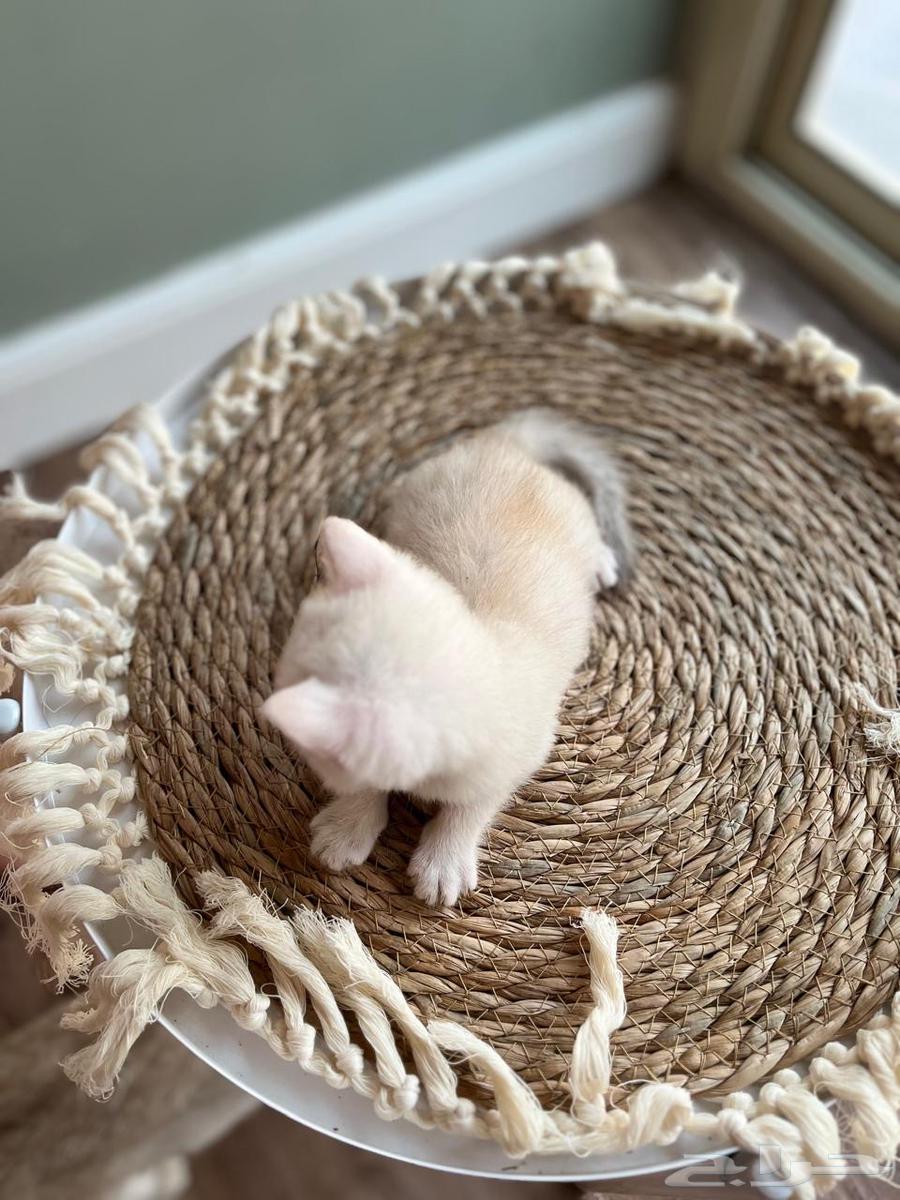 Scotch Cats64365513910402112