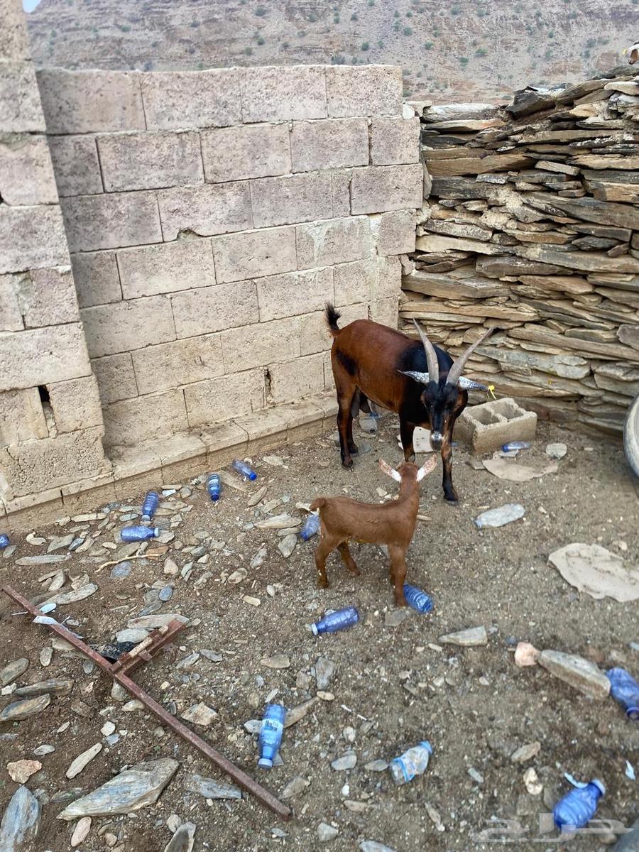 شاه مع بنتها للبيع64399940249217111