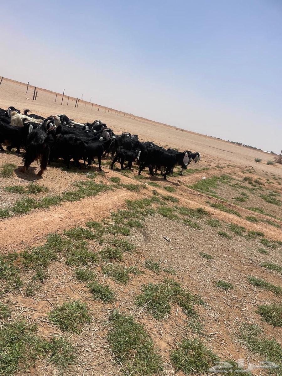 معزا عوارض اغلبها صغار سن طيبه للقناي64399258231298111