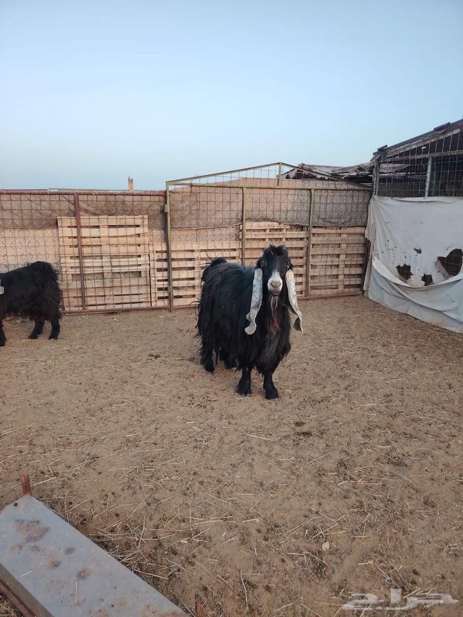 تيس عارضي للبيع64400093097857110