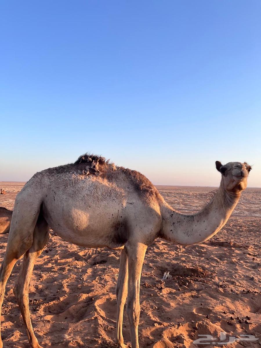 بكره حره للبيع64397991537281111