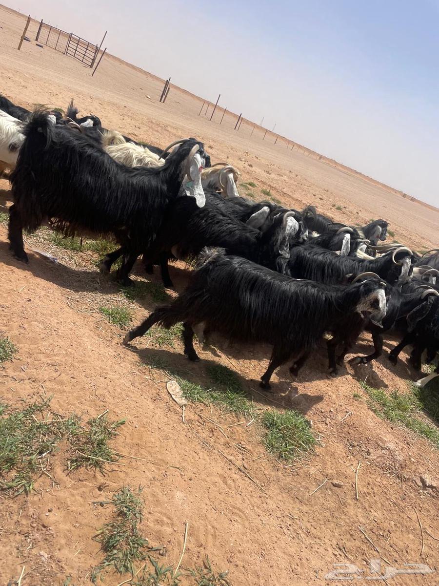 معزا عوارض اغلبها صغار سن طيبه للقناي64399258231298112