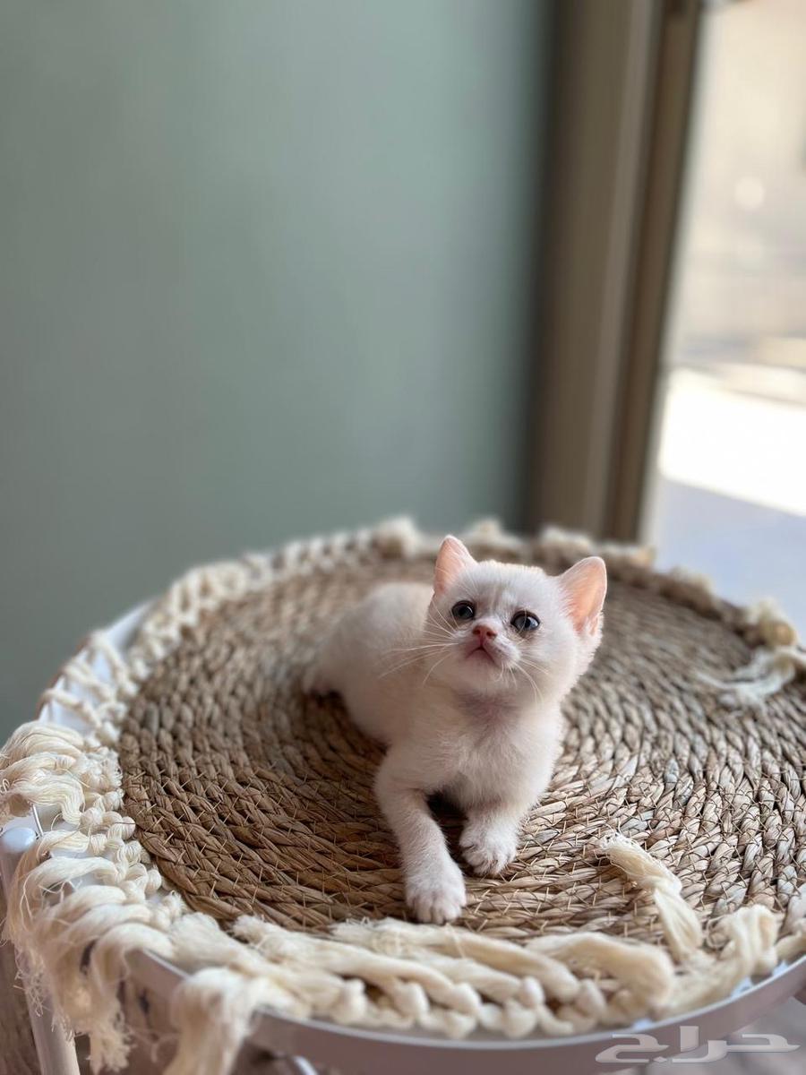 Scotch Cats64365513910402111