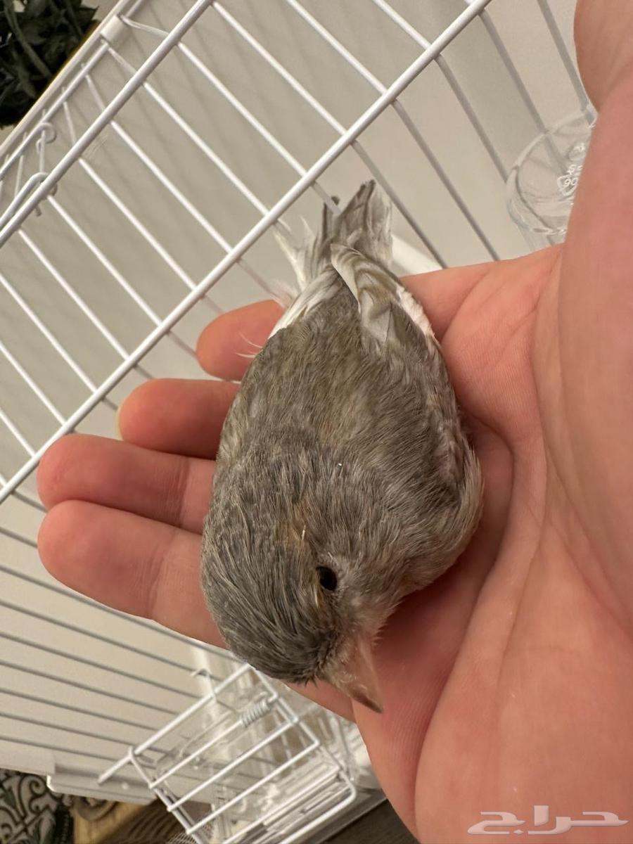 كناري جاسب تغريد64399105553665110