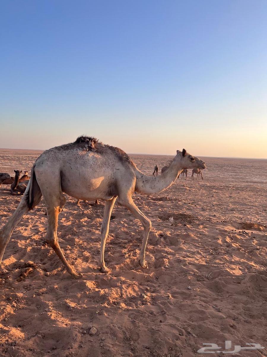 بكره حره للبيع64397991537281110