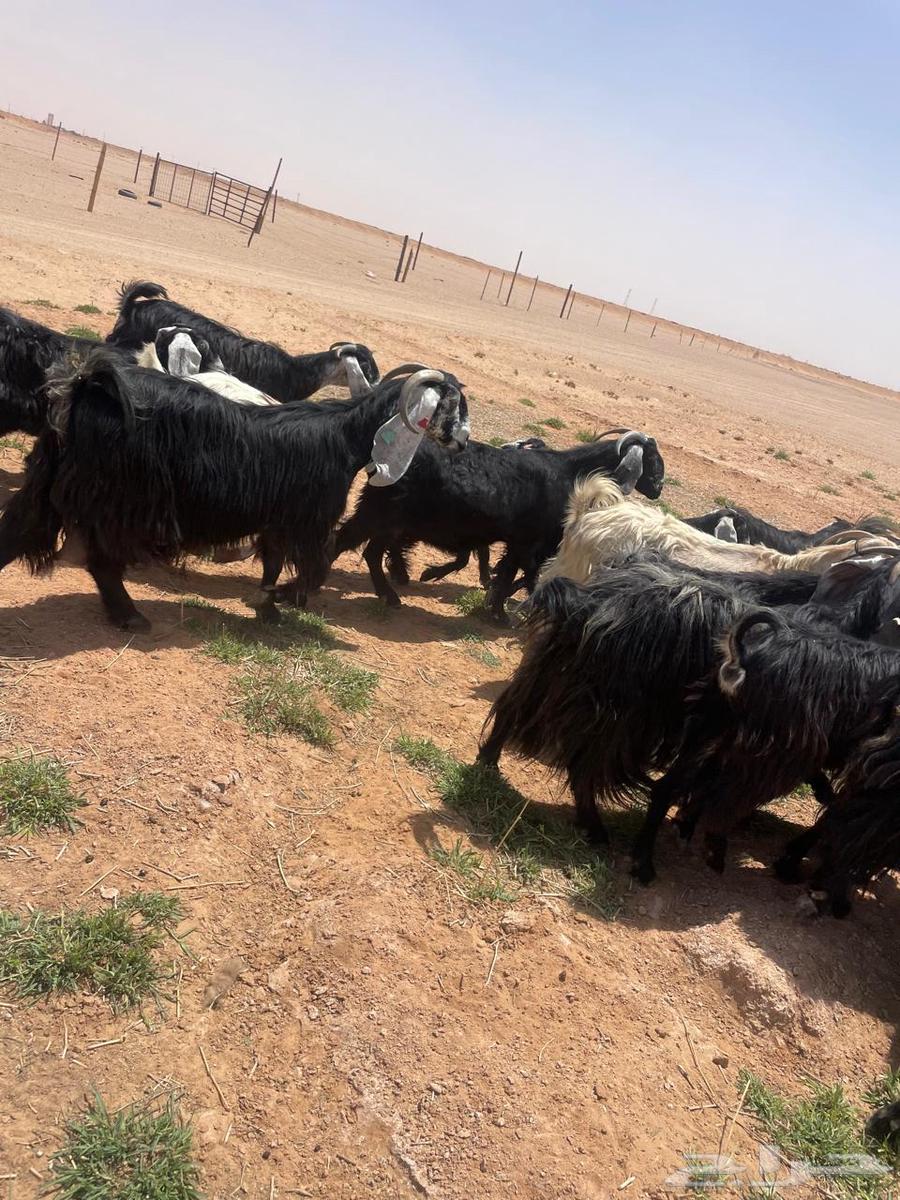 معزا عوارض اغلبها صغار سن طيبه للقناي64399258231298114