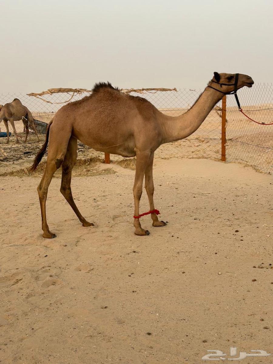 هجن64393335042818110