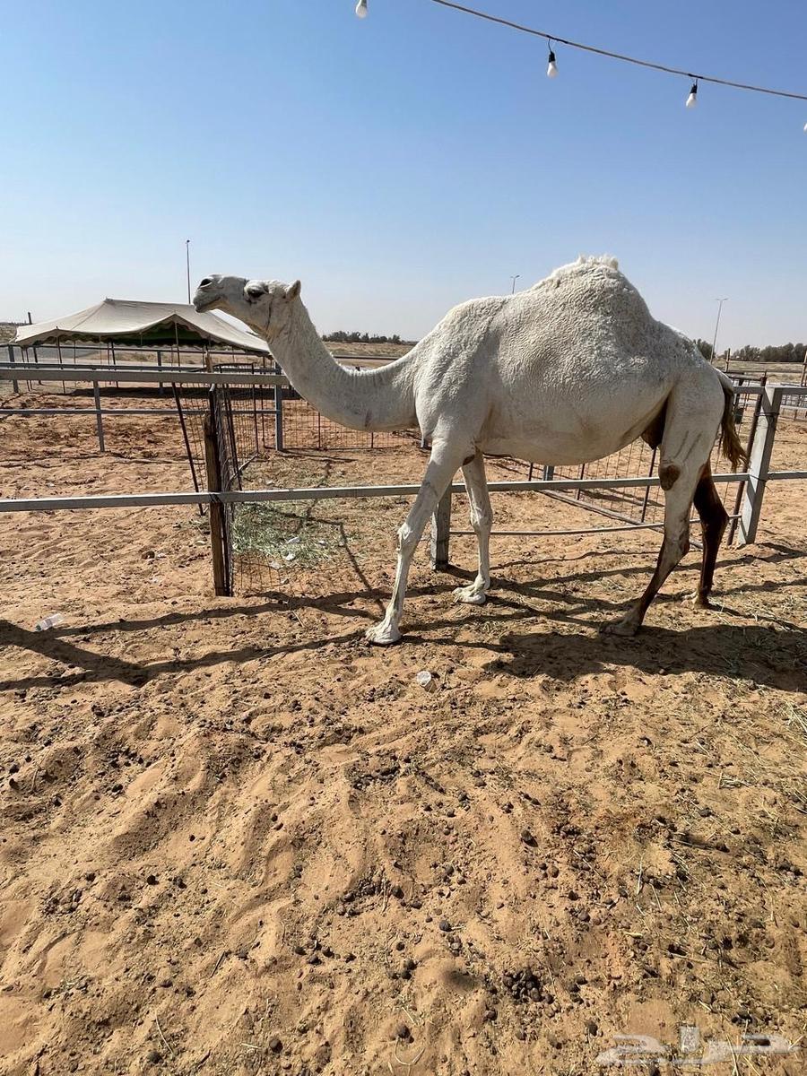 لقحه وضحى كفو64395797510275110