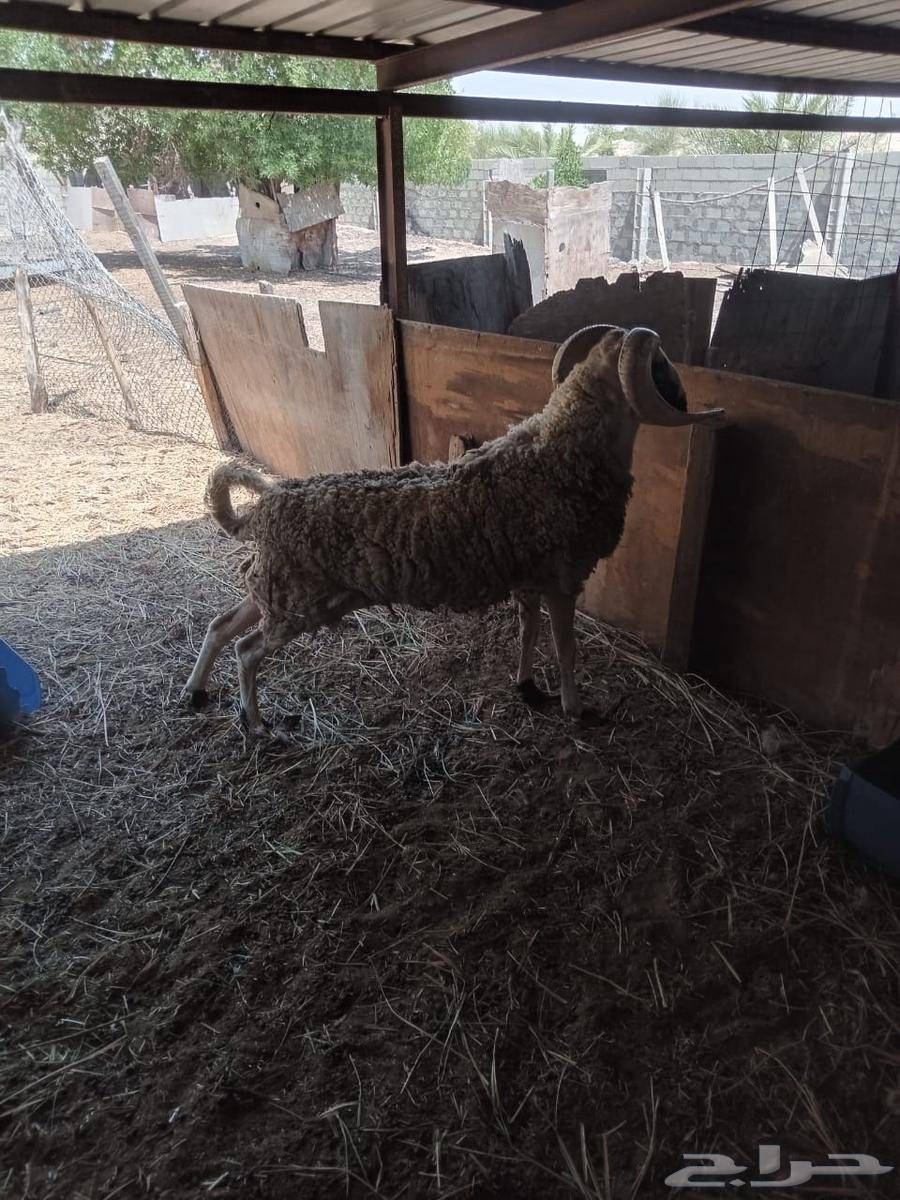 Sardi stud64397922065410112