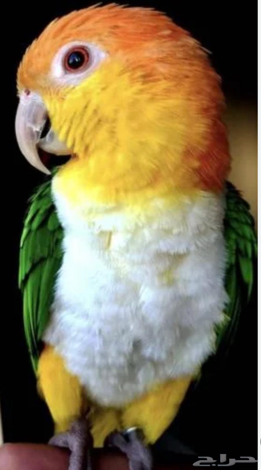 فروخ كايك قرين ثايد وكايك وايت بلي64394758655873114