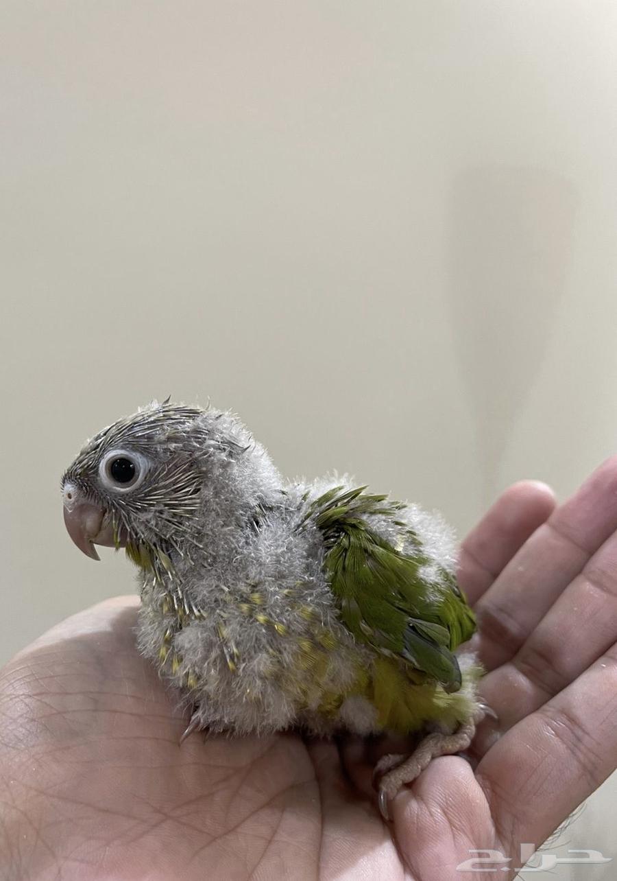 فروخ كنيور64397464772609113