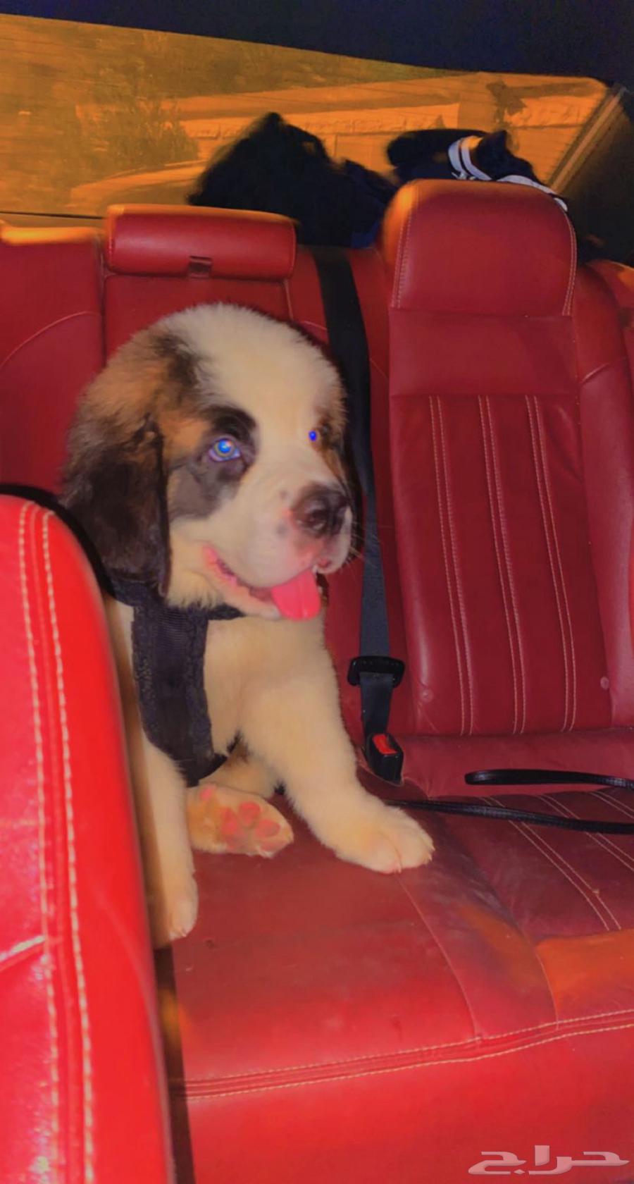 (Saint Bernard) جراوي سانت برنارد للبيع64396949974531110