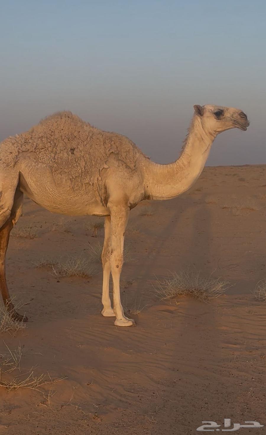 للبيع بكره باتلية وضحا64400466834306111