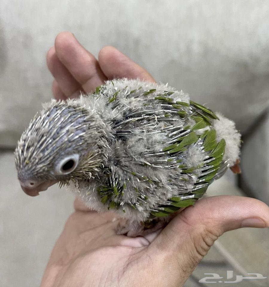 فروخ كنيور64397464772609112