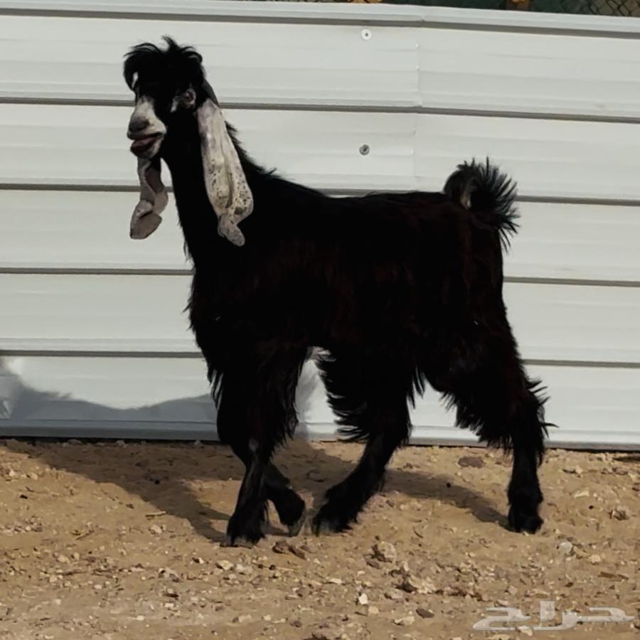 تيس فحل عارضي طيب64391259389186111