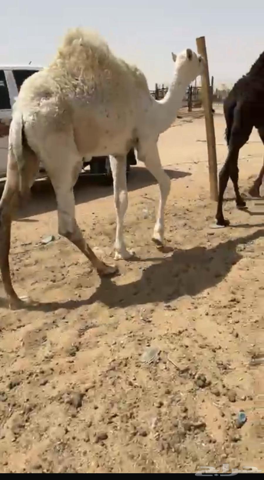 للبيع حشوان. طيبه مغلقه السوم 5200 للبيع جمله ولا تفريد64399856627587110