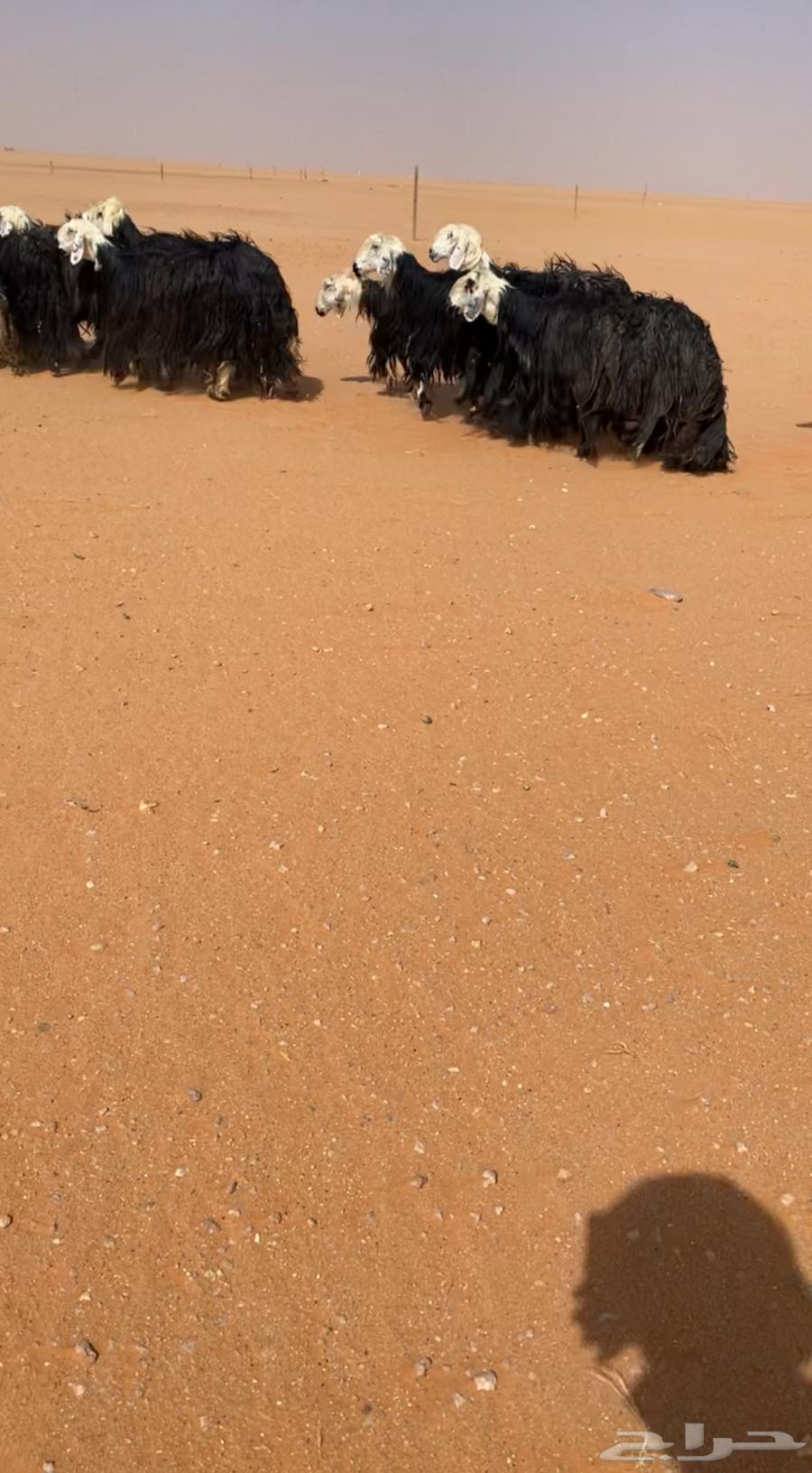 للبيع غنم نجد طيبه64398061349761112