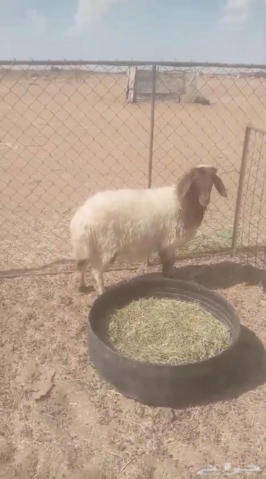 للبيع رخله العمر 5اشهور64394868589059110