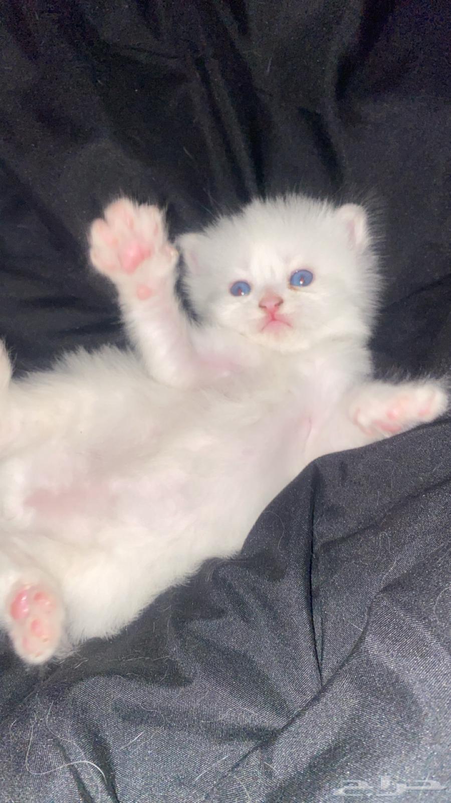 قطط كيتين للبيع64388148833922113