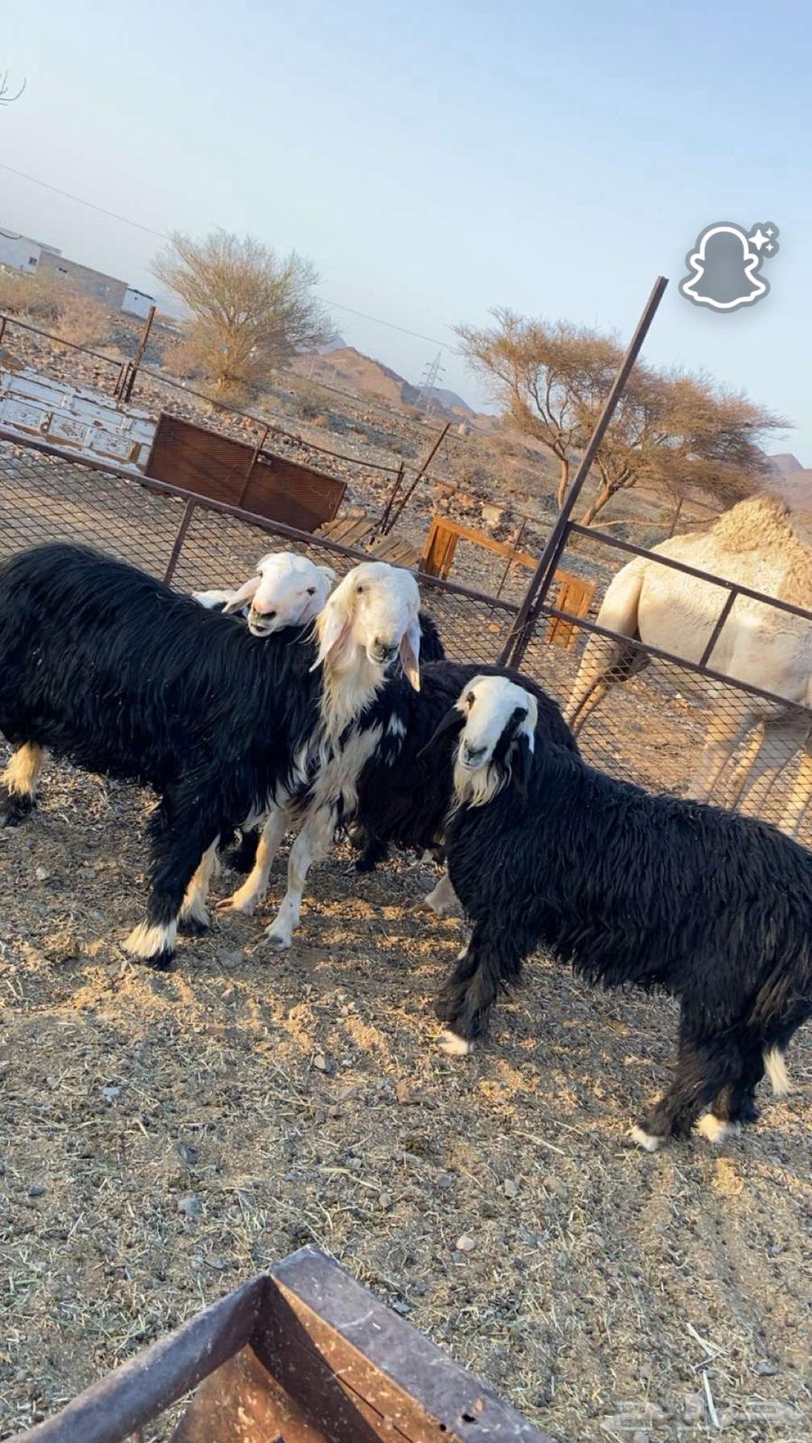 للبيع 4 طليان64320639267971110