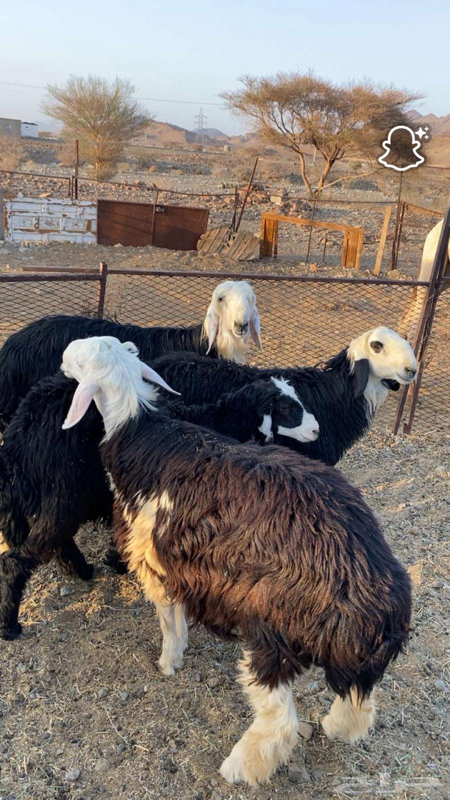 للبيع 4 طليان64320639267971112