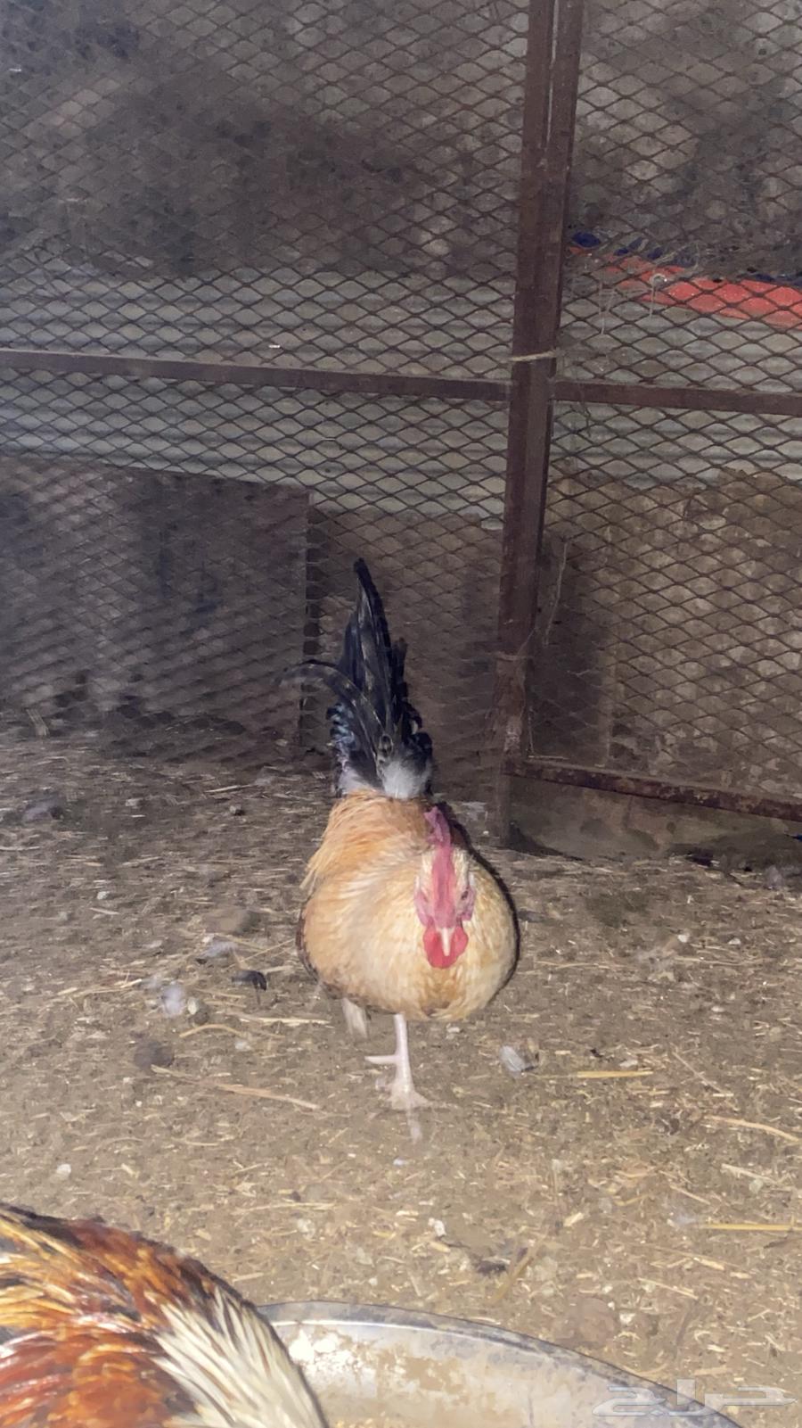 ديكة للبيع64402692509443113