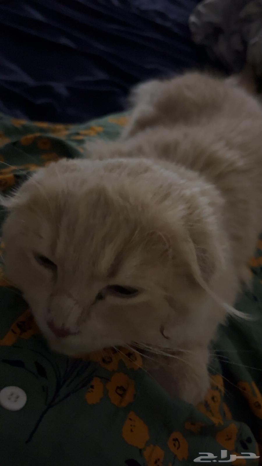 قط للبيع سكوتش شيرازي64402595166849112