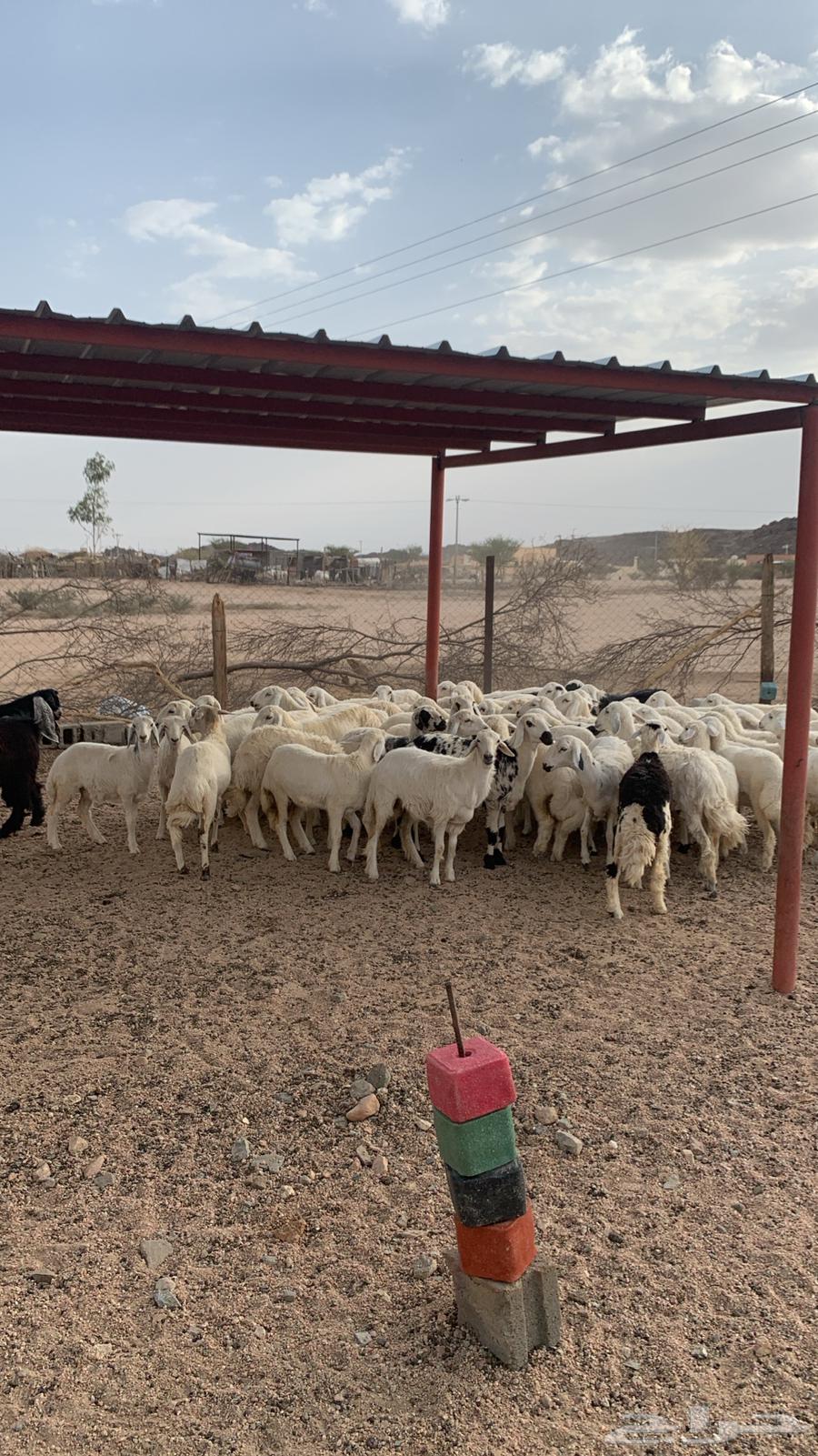 رخال للبيع64402761882242110