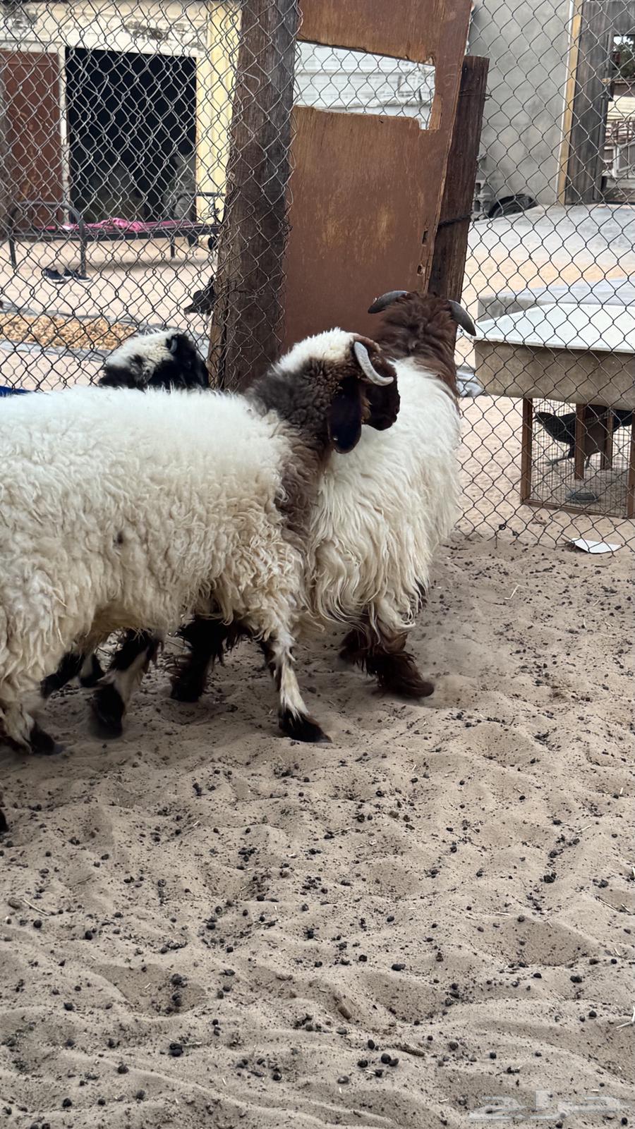 خرفان نعيم64403944067329114