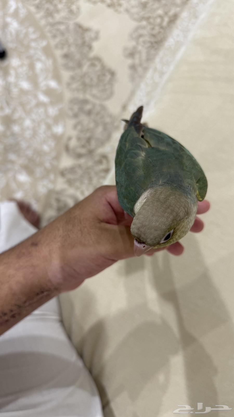 كنيور سينامون نهايه غر اليف64404861486082112