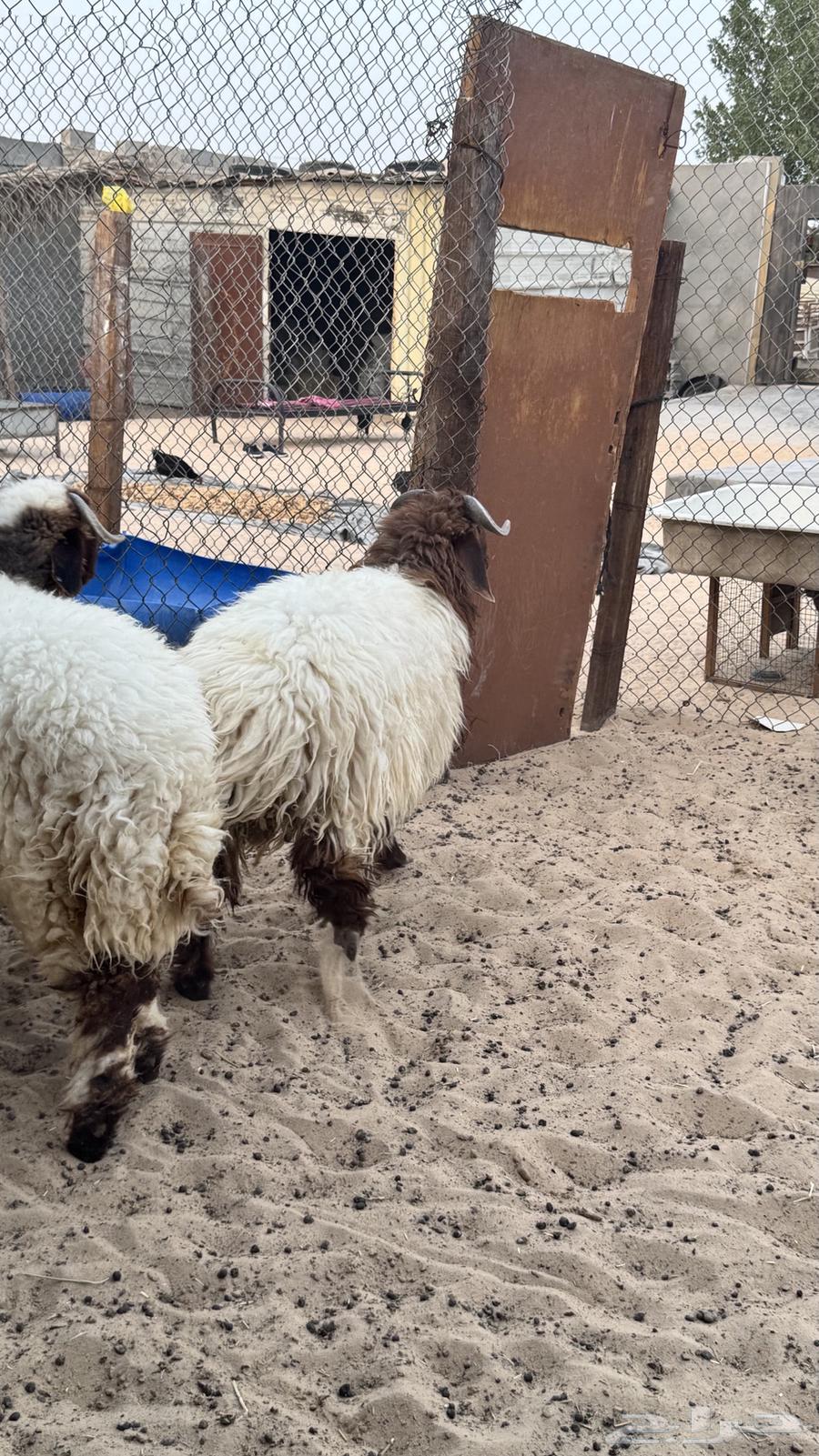 خرفان نعيم64403944067329110