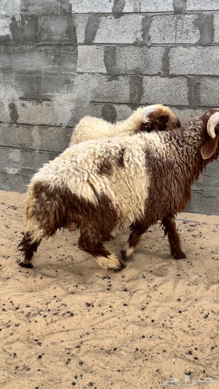 خرفان نعيم64403944067329111